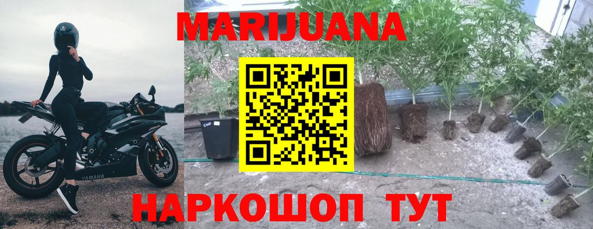МАРИХУАНА сатива Кушва